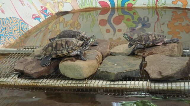 Red-eared slider or terrapin Trachemys scripta elegans is a subspecies of the pond slider Trachemys scripta, a terrapin belonging to the family Emydidae. Popular as a pet. Most invasive chelonian