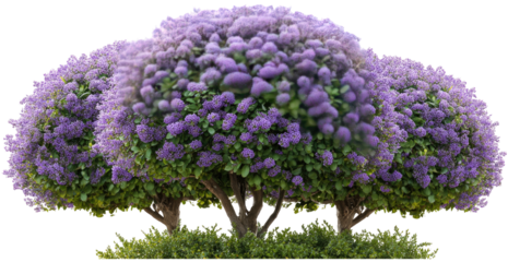 Three flowering trees, their round purple blooms nestled on a bed of green grass