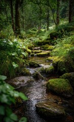 Obraz premium Tranquil forest stream flowing through moss covered rocks and vegetation