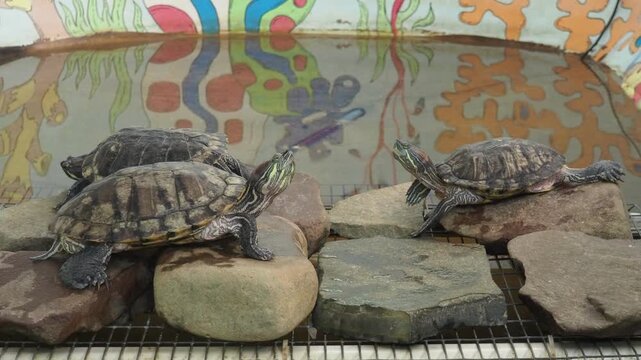 Red-eared slider or terrapin Trachemys scripta elegans is a subspecies of the pond slider Trachemys scripta, a terrapin belonging to the family Emydidae. Popular as a pet. Most invasive chelonian