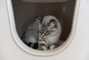 Adorable Grey Tabby Domestic Cat in Cozy Indoor Space: Captivating Feline Behavior and Comfort in a Playful, Resting Position with Soft Fur