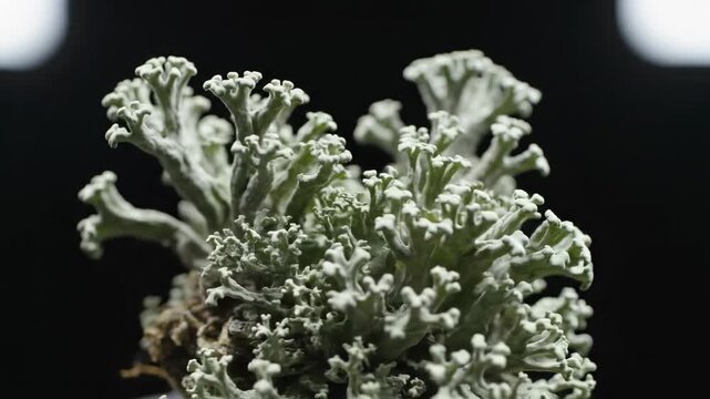 Isolated studio close-up of a bushy pale greenish gray oakmoss lichen specimen slowly rotating against a completely dark background, emphasizing its complex form studio shot, bushy, short branches