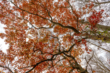 Fall Foliage in New England