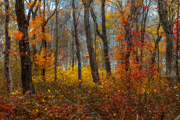 Fototapeta premium Fall Foliage