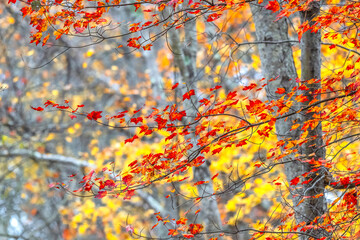Fall Foliage in New England