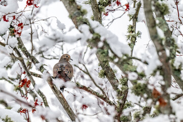 Birds wintering in New England