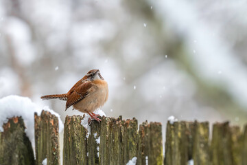 Birds wintering in New England