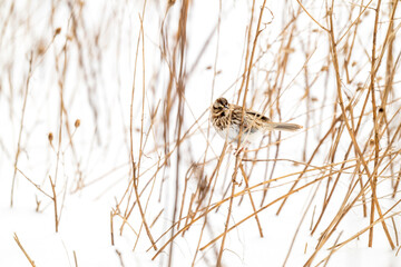 Birds wintering in New England