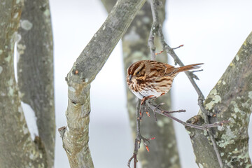 Birds wintering in New England