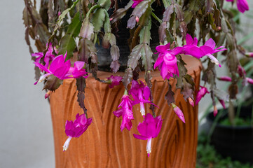 Close up of Thanksgiving Cactus with flowers blooming. Holiday cacti such as the Christmas cactus,...