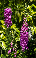 A pair of sunlit foxglove flower spikes in bloom © Graham