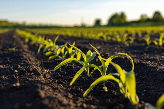 Small corn plants are growing in dark soil under a bright sky with sunlight shining on them