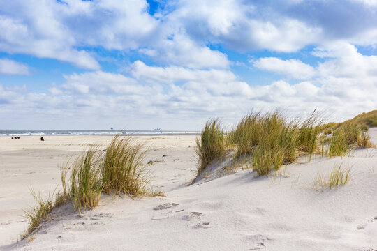 Grass on the beach at the North Sea coast of Ameland, Netherlands