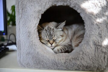 Adorable Grey House Cat Sleeping in Cozy Hideout: The Ultimate Cute and Relaxing Indoor Habitat