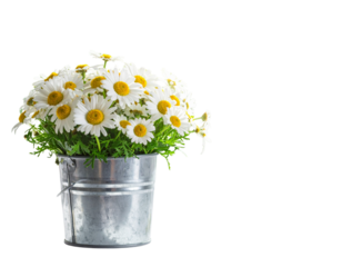 White daisies in a metal bucket