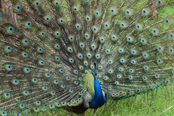 Obraz premium Indian Peacock Displaying Colorful Feathers