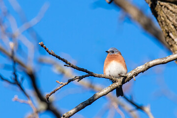 Male Bluebird Sits Perched on a Walnut Tree on a Bright Winter Day