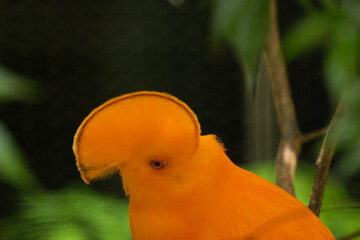 Cock of the rock in Singapore bird park 