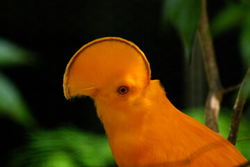 Cock of the rock in Singapore bird park 