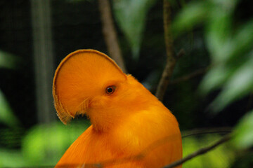 Cock of the rock in Singapore bird park 