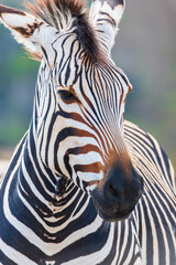 Fototapeta premium Fossil Rim Wildlife Center, a wildlife park in Somervell County, Texas, USA.