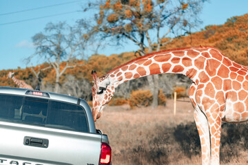 Fossil Rim Wildlife Center, a wildlife park in Somervell County, Texas, USA. © harshavardhan