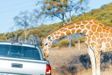 Fossil Rim Wildlife Center, a wildlife park in Somervell County, Texas, USA. © harshavardhan
