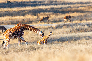 Fossil Rim Wildlife Center, a wildlife park in Somervell County, Texas, USA.