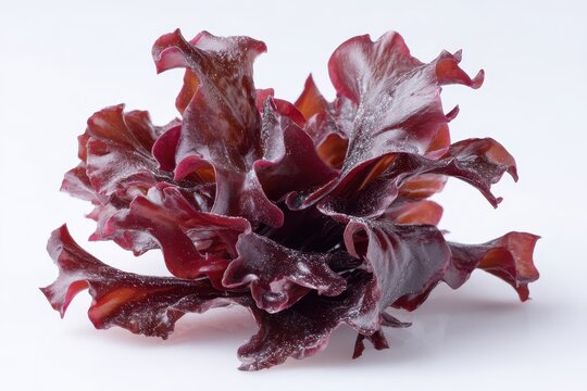 Savory Salted Dulse: A Healthy Edible Seaweed Delicacy on a White Studio Background