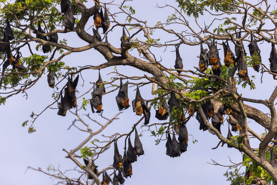 Indian Flying Fox Bats (Pteropus medius) Roosting in Large Colony in Trees, Tissamaharama, Sri Lanka