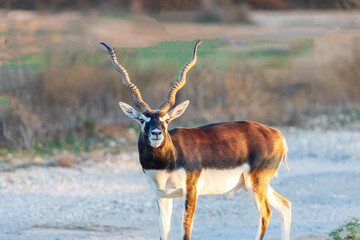 Blackbuck are primarily grazers and prefer open, short grassland, but they can survive in semi-desert areas when there is sufficient vegetation. Regardless of where they choose to live, dominant males