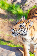 Obraz premium A tiger was captured at the Fort Worth Zoo in Texas.