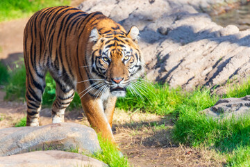 Obraz premium A tiger was captured at the Fort Worth Zoo in Texas.