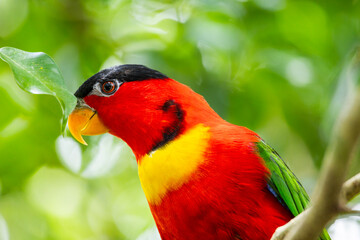 Black Lored Lory in Singapore bird park 