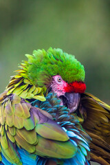 Macaw captured in Fort Worth Zoo, Texas, USA