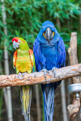 Macaw captured in zoo
