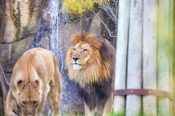 A breathtaking capture of the lion at the Fort Worth Zoo, Texas, USA