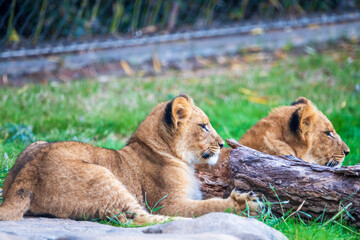 A breathtaking capture of the lion at the Fort Worth Zoo, Texas, USA