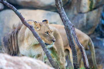 A breathtaking capture of the lion at the Fort Worth Zoo, Texas, USA