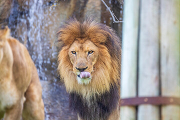 A breathtaking capture of the lion at the Fort Worth Zoo, Texas, USA