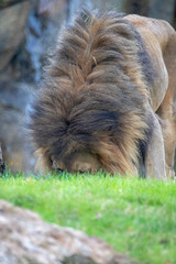 A breathtaking capture of the lion at the Fort Worth Zoo, Texas, USA