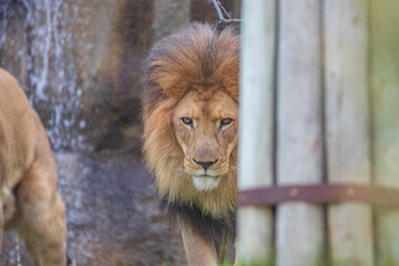 A breathtaking capture of the lion at the Fort Worth Zoo, Texas, USA