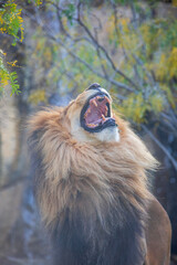 A breathtaking capture of the lion at the Fort Worth Zoo, Texas, USA
