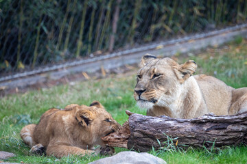 A breathtaking capture of the lion at the Fort Worth Zoo, Texas, USA