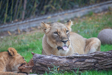 A breathtaking capture of the lion at the Fort Worth Zoo, Texas, USA