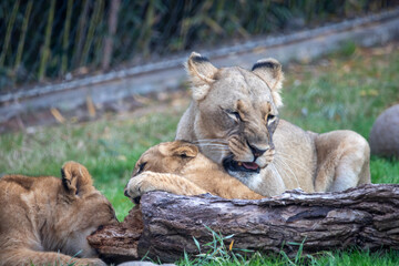 A breathtaking capture of the lion at the Fort Worth Zoo, Texas, USA