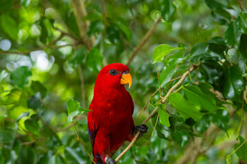 Red Lory in Singapore bird park 