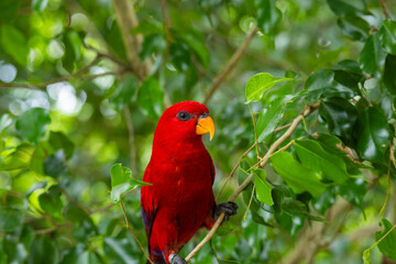 Red Lory in Singapore bird park 