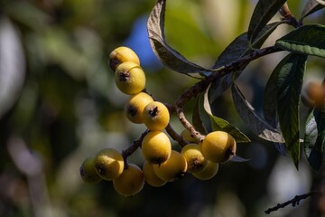 Loquat fruits on a branch © Rodrigo