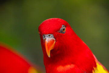 Red Lory in Singapore bird park 